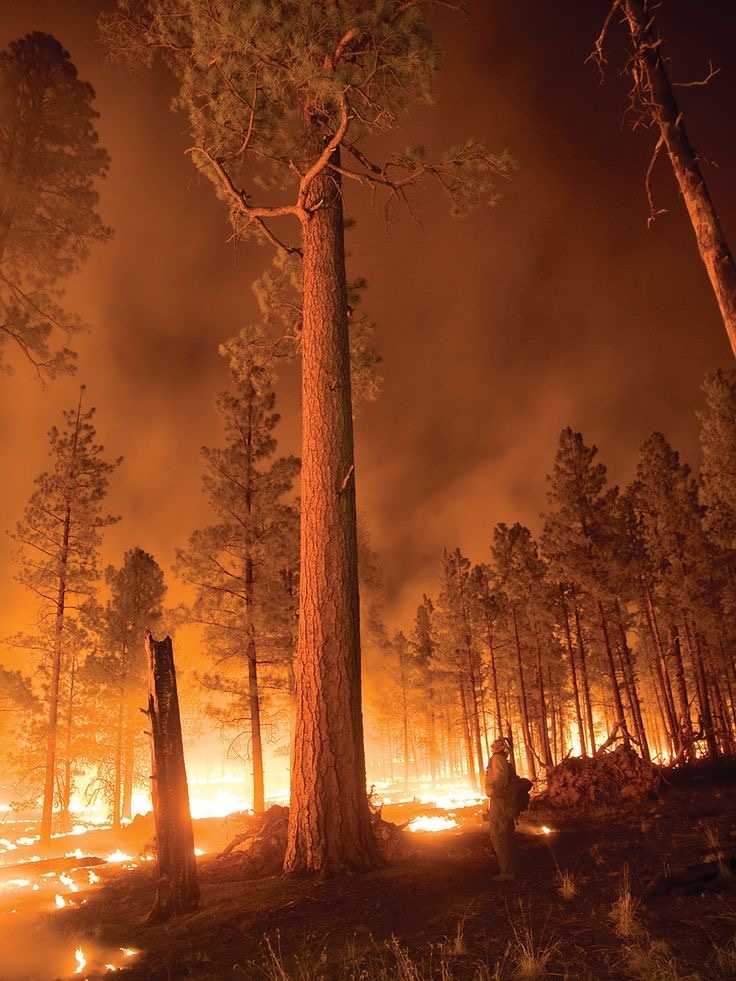 Forest fire and firefighter. 