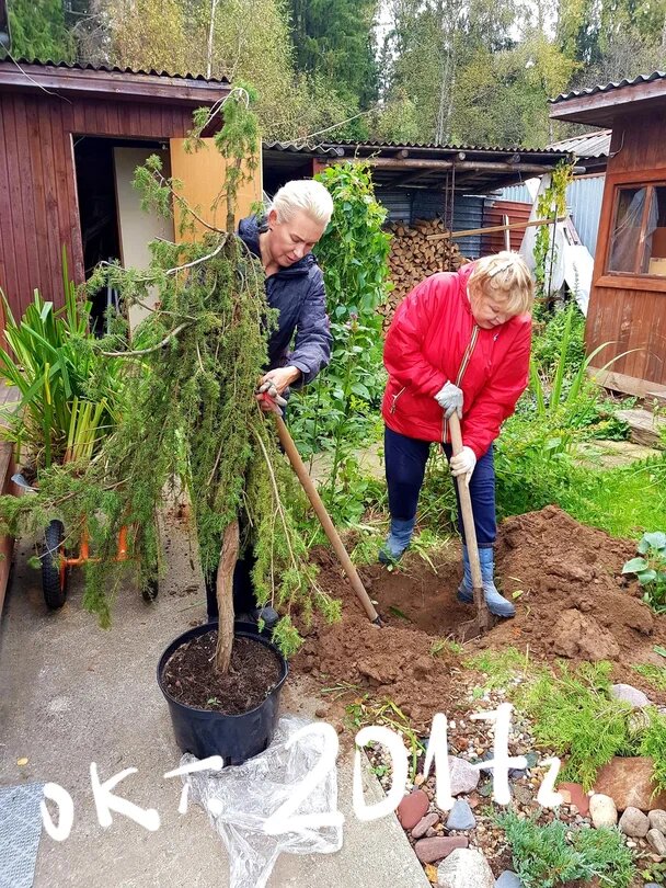 Начало работ на нашей даче. Сажаем такого любимого всеми Нашими "Лешика"
