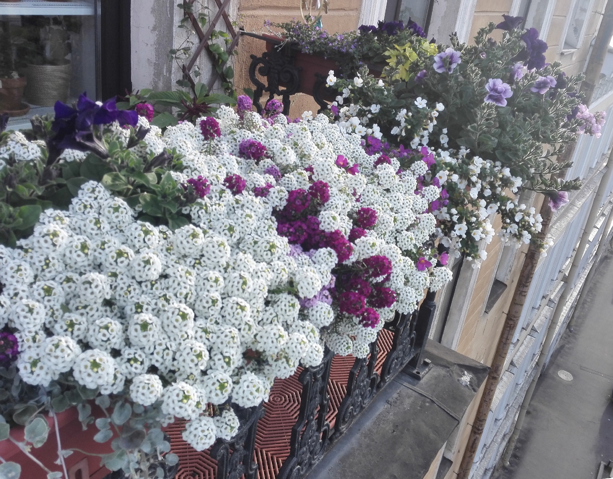 2017 г. Алиссум из семян "Биг Джем" ароматная смесь Русский огород.