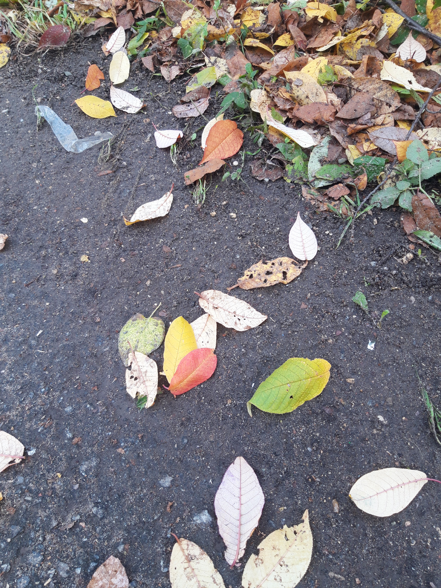 Хотела листики сфотографировать 🍂 но обязательно мусор попадёт в кадр 