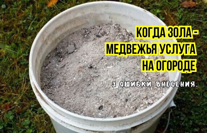 Так золу на огороде не вносят: 3 момента, почему это не удобрение. И когда зола лишает питания и не полезна растениям. Агрономы советуют