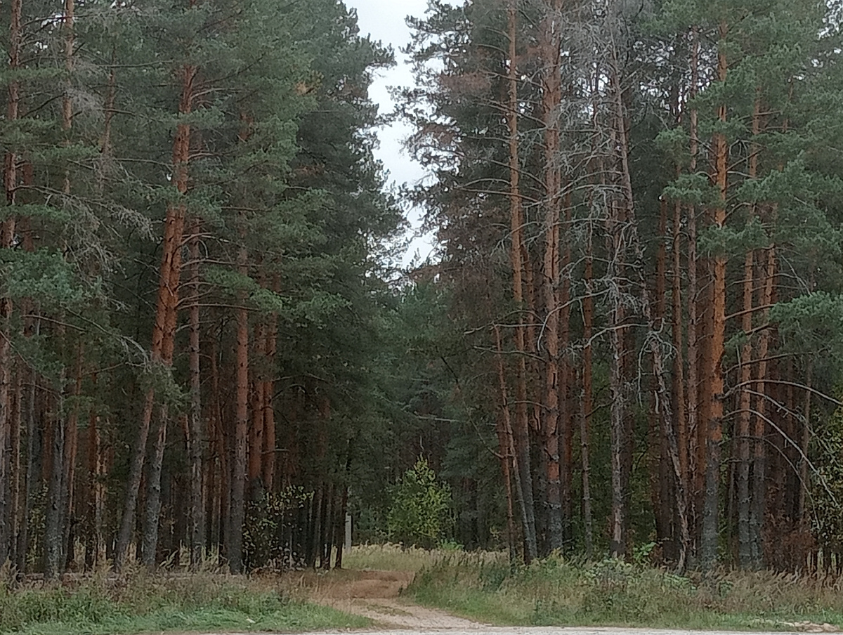 Сказочный лес