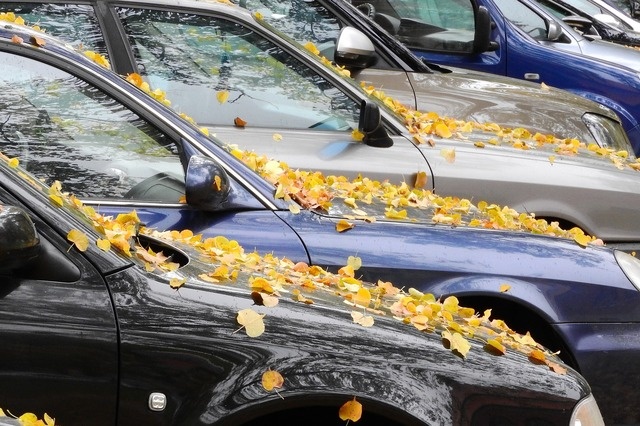 Фото: pixabay.com