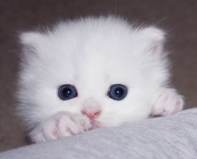 Белая обманчивость))