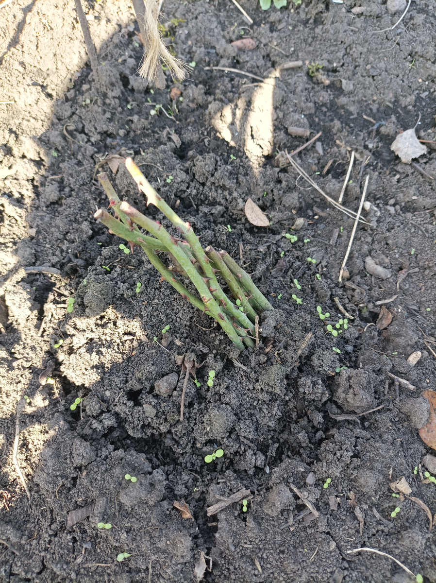 7 мая 2024 г, перезимовали)