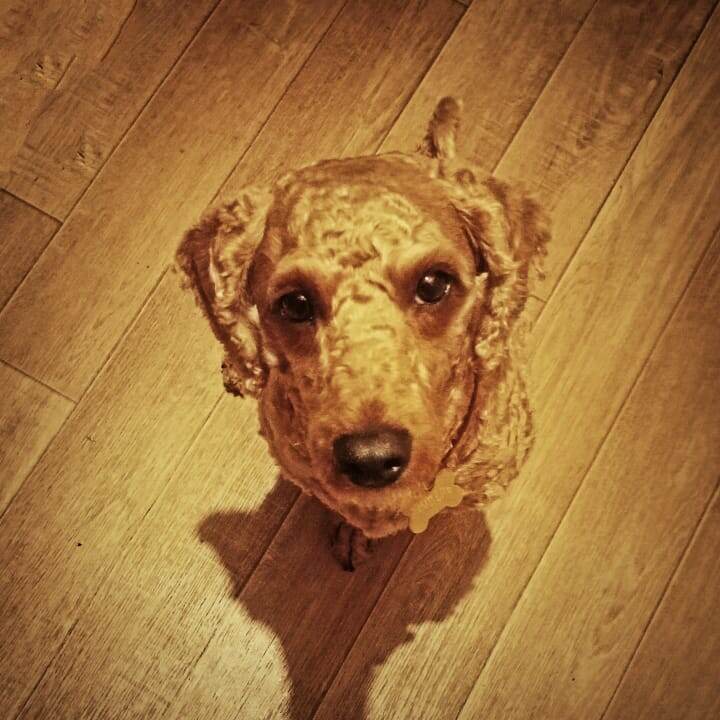 Румпель: - Ничего не знаю, носки не ем. Часто...