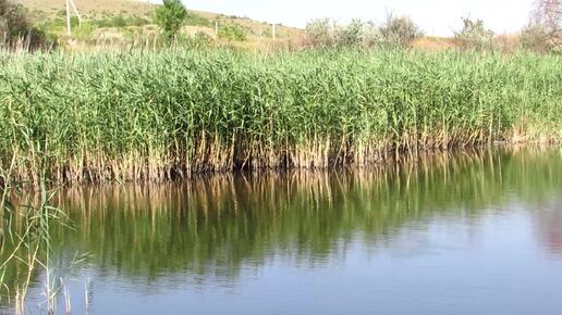 Отдых у ставка с красивой водой.