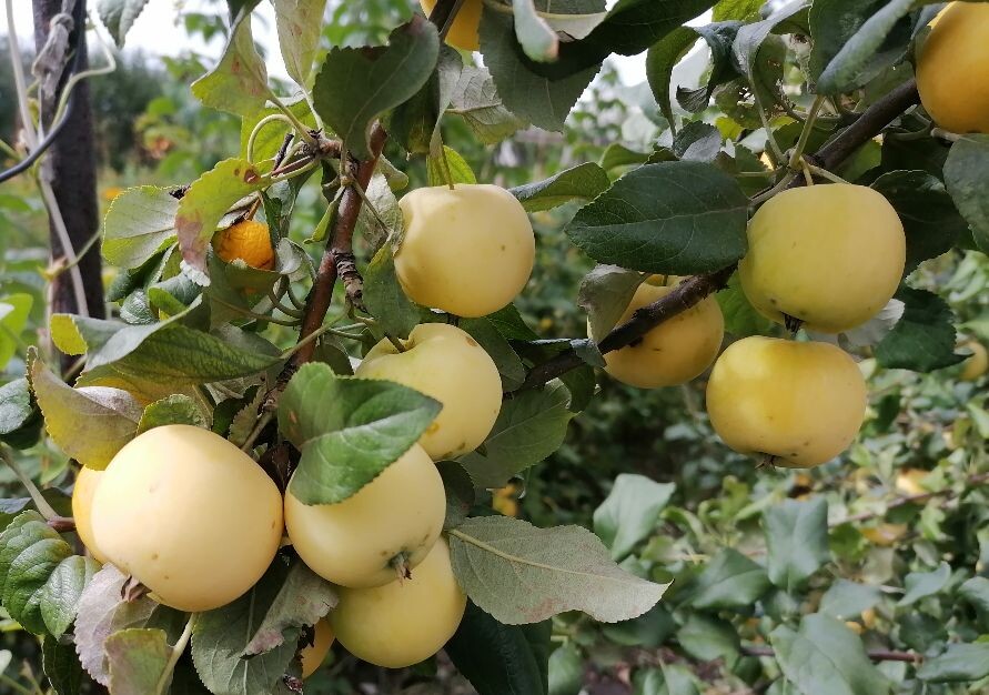 Уральское наливное