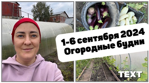 1-6 сентября 2024 /Про нападение комаров/Дела огородные/ Борьба с урожаем