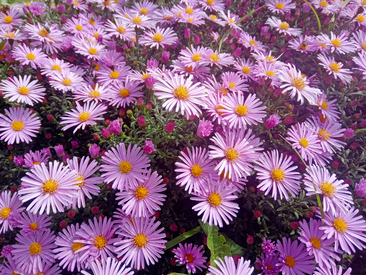 осенние цветы фото автора