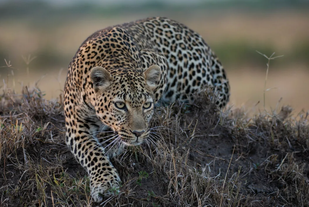 Леопард на охоте