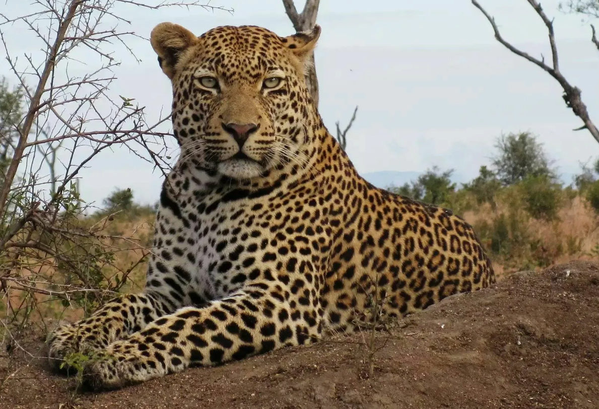 Африканский леопард 