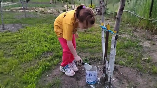 Томочка помогает белить деревья в саду