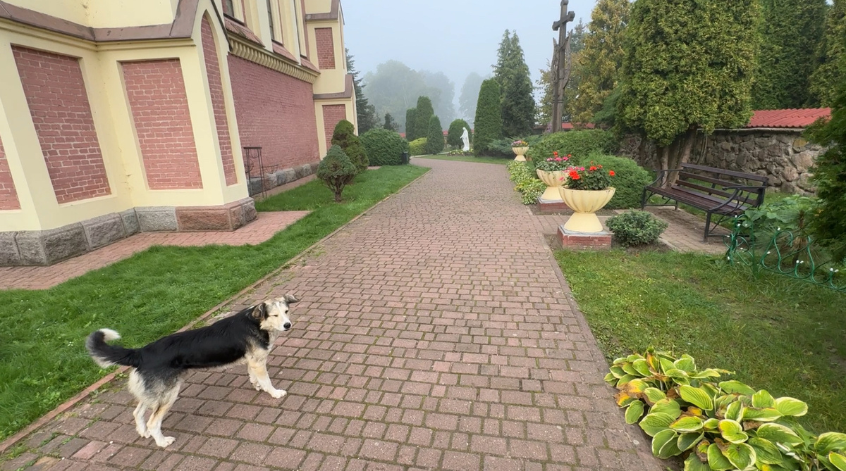 Черный пес. Фото автора