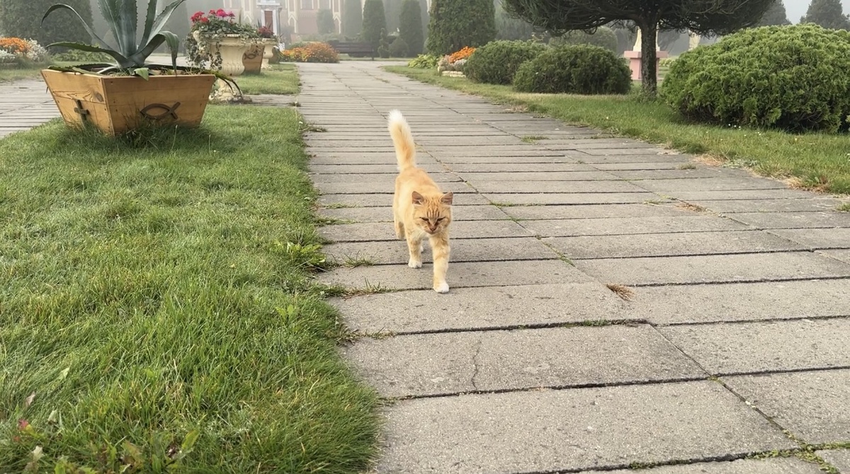 Рыжий кот. Фото автора