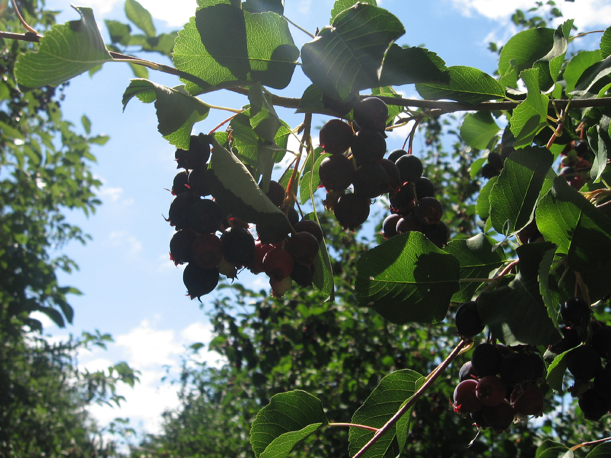 Сорт ирги Сластена