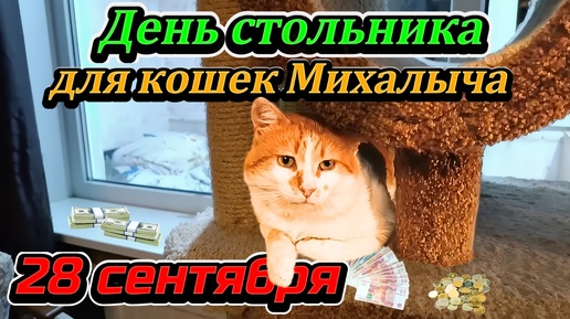 День стольника для кошек Михалыча 28 Сентября.