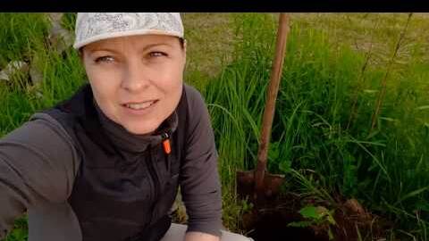 Заселяю парник. Перцы, помидоры, дыни, арбузы... 12.06.20. Сад.