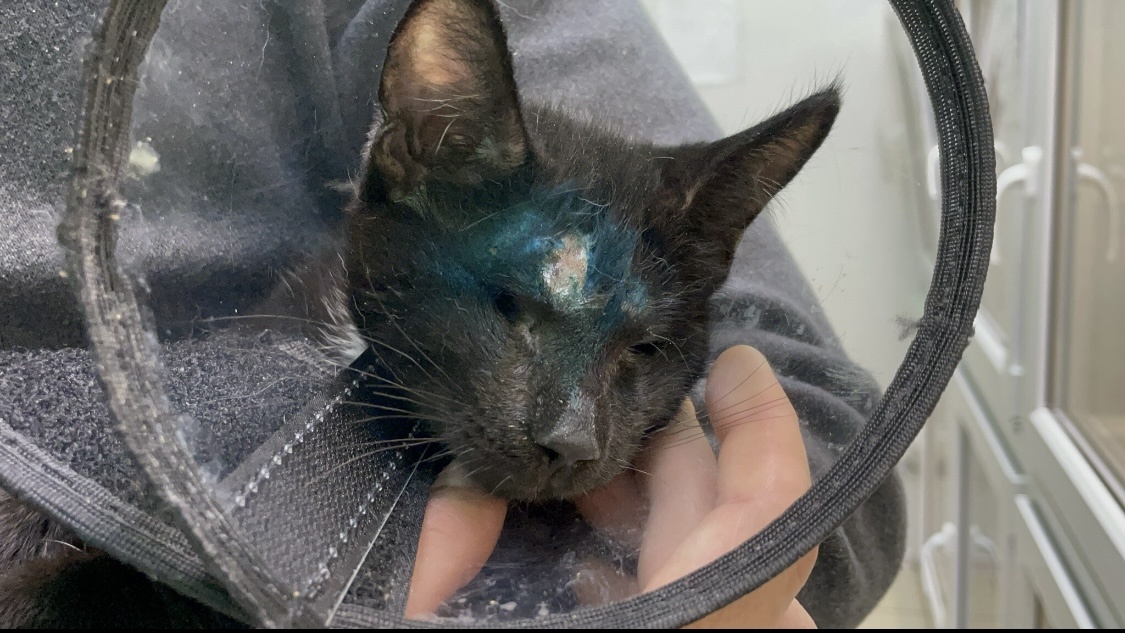 Особенный котенок Гриша