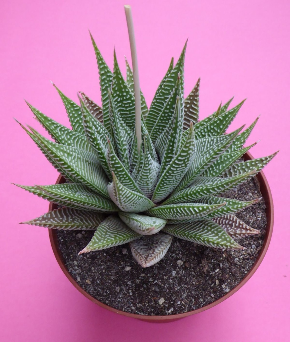 Haworthiopsis limifoila.