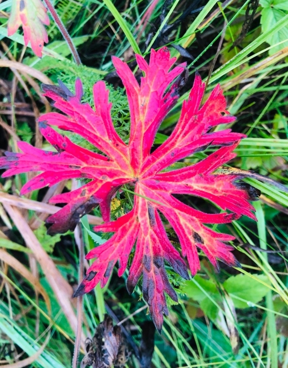 Осень на листьях.