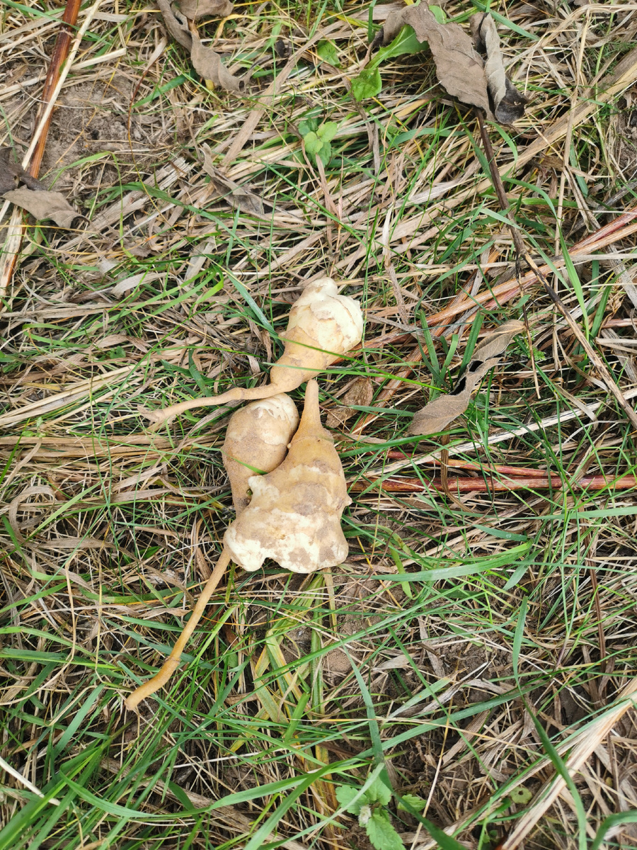 Надо копать