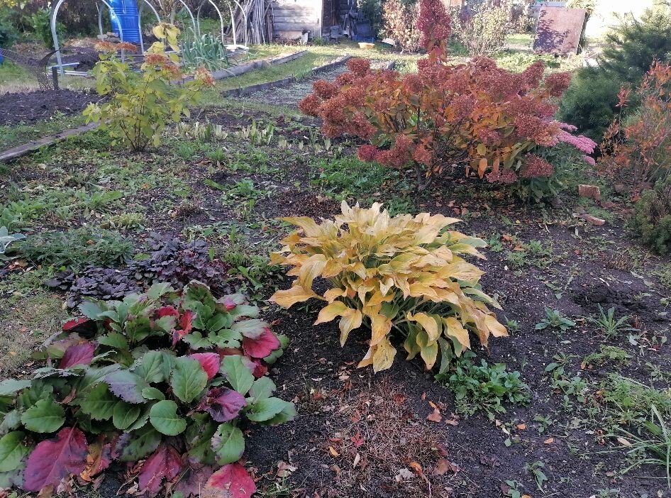 Бадан очень красивый