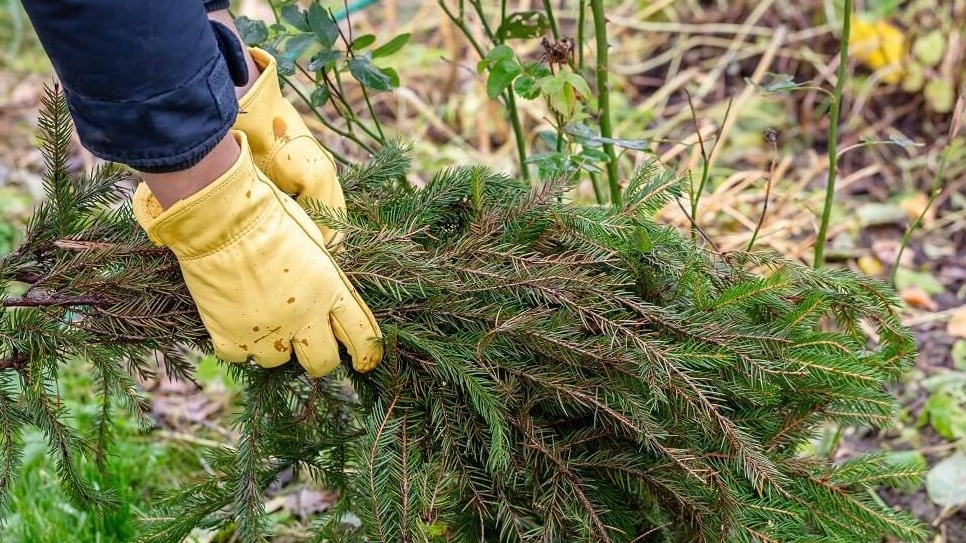 Правильное укрытие роз еловым лапником защитит их от морозов и обеспечит пышное цветение следующим летом.