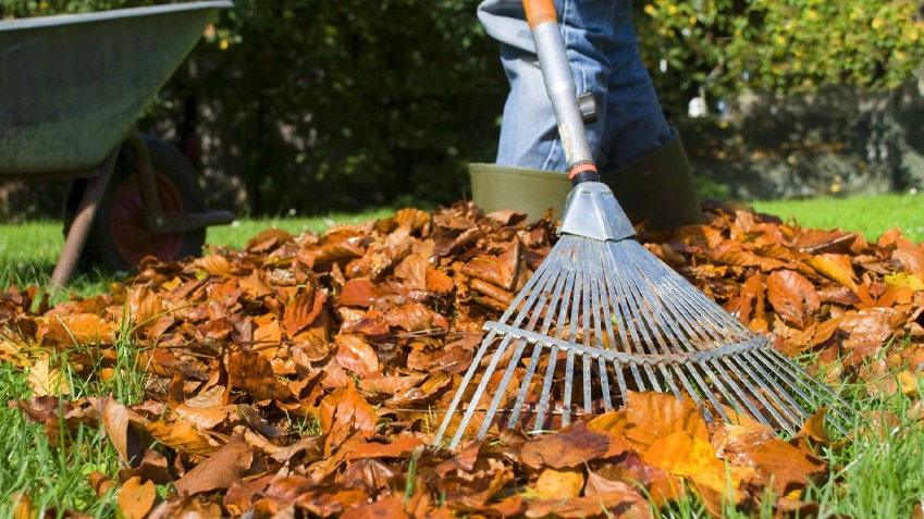 Уборка опавших листьев с газона - важный этап подготовки к зиме, который предотвращает появление болезней.