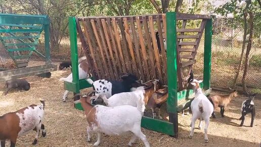 Какие 🥛 УДОИ 😭 у КАМЕРУНСКИХ коз, в этом году. Почему ПОКРЫВАЮТ коз ОСЕНЬЮ.