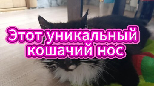 Уникальный кошачий нос