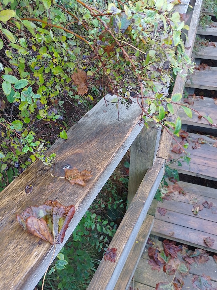 Фото автора. Осень в Светлогорске.