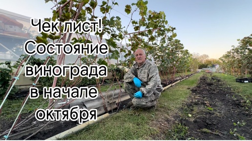 Чек-лист: Как должен выглядеть виноград на начало октября