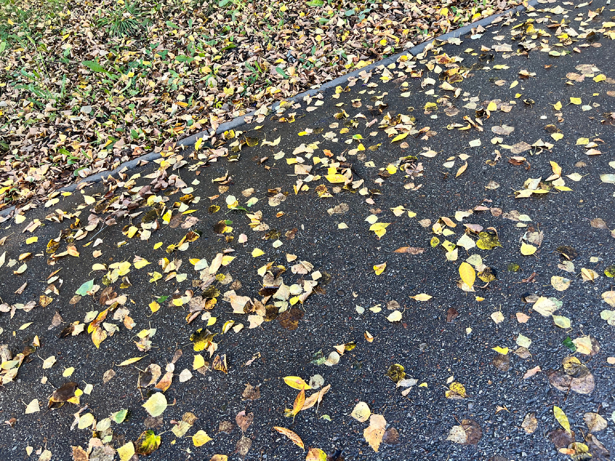 Желтые листья