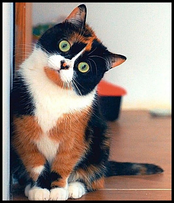 Талисман заказывали? Так вот я пришла!