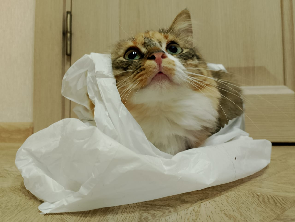 Отправьте меня в детский сад, а то я тут весь день бабушку мучаю.