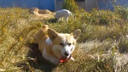 Корги Николь дружно играет с щенком алабая Усладой