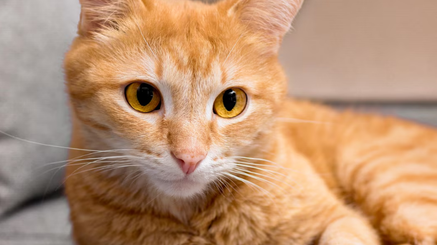 Рыжий кот. Рыжие котики игры. Рыжий котик. Котик с мячиком. Рыжий котик.