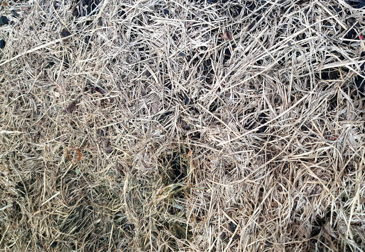 Так выглядит мульча из скошенной травы к концу лета. Фото автора.