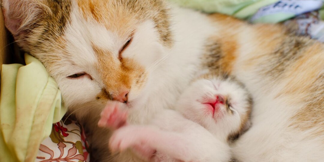 Сколько длятся роды у кошки: ключевые этапы и их продолжительность