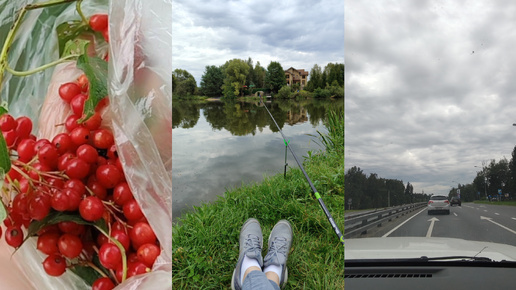 Релакс в подмосковном лесу🌳река 🏞️лесная калина😉ядовитые растения ☘️ борщевик🤦эксперимент не удался(