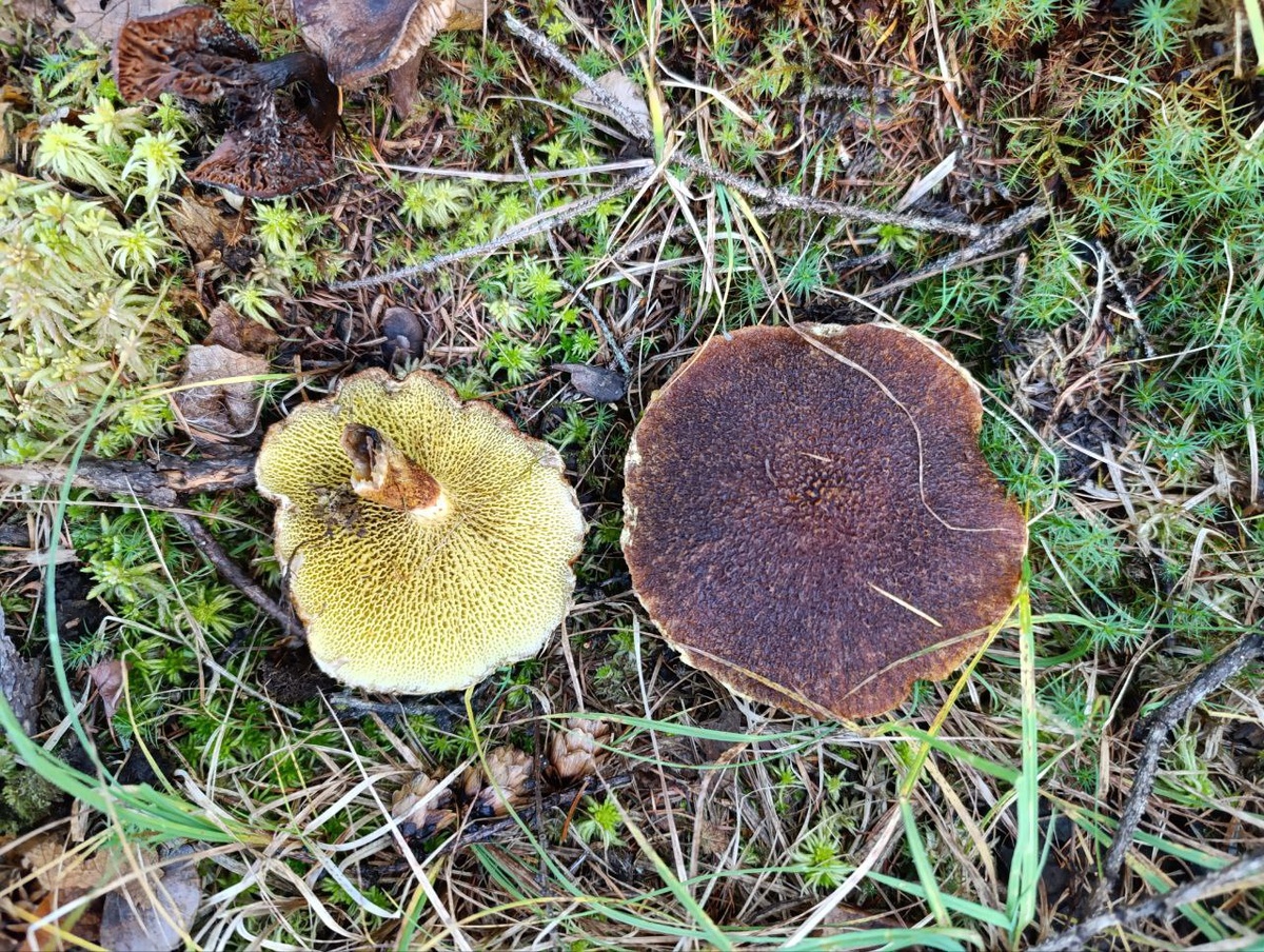 Маслёнок полоножковый (Suillus cavipes)