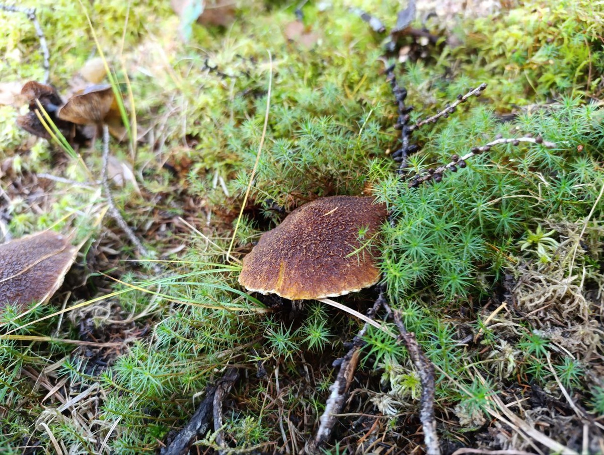 Маслёнок полоножковый (Suillus cavipes)