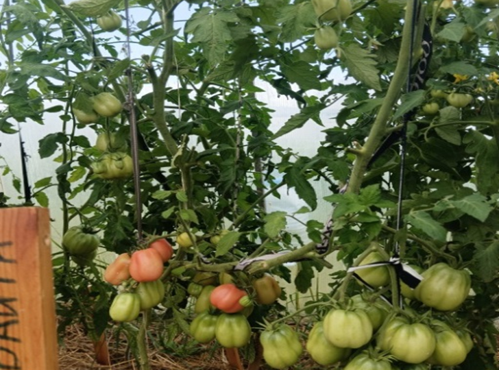 Эти сорта не подведут в любую погоду