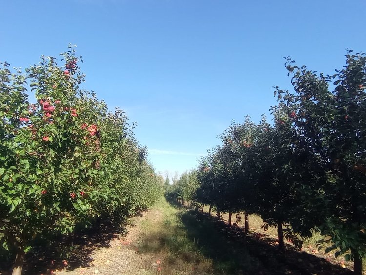    «Сады Придонья» оценили свой урожай яблок в Лунинском районе в этом году