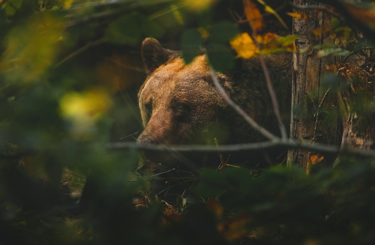 Медведя в засаде заметить крайне сложно. Предупредить о наличии опасности может только подготовленная зверовая собака.
