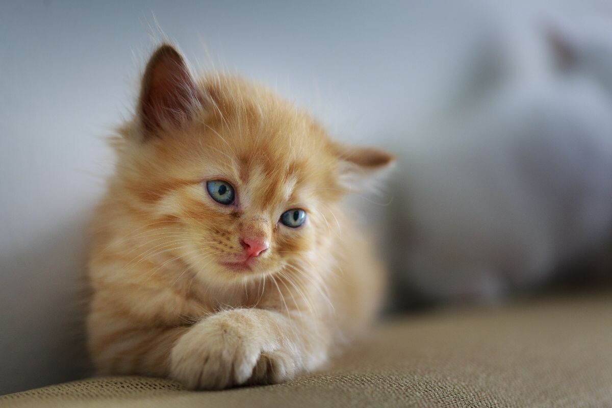 Грустный котёнок 