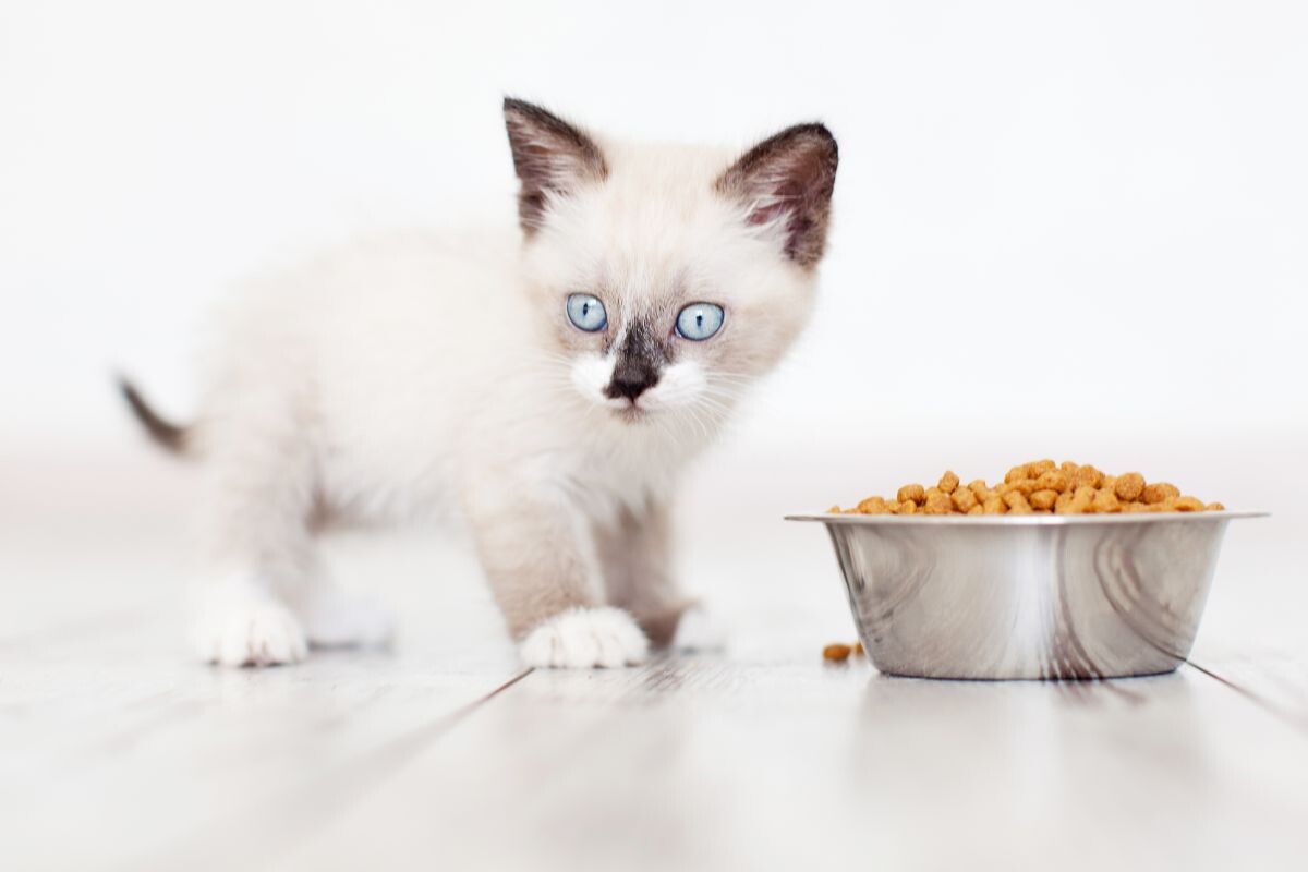 Котёнок с миской корма 