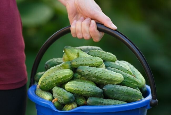 Мои огурцы никогда не болеют, они твердые и хрустящие до осени, потому что я применияю самодельный пробиотик