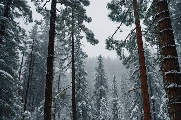 Фото из Яндекса